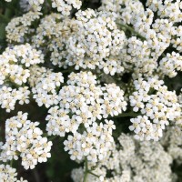 Yarrow Hydrosol | Balance and Protection