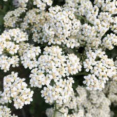 Yarrow Hydrosol | Balance and Protection