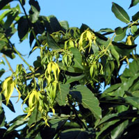 Ylang Ylang Extra Essential Oil