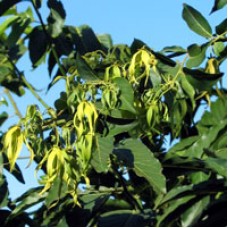 Ylang Ylang Extra Essential Oil